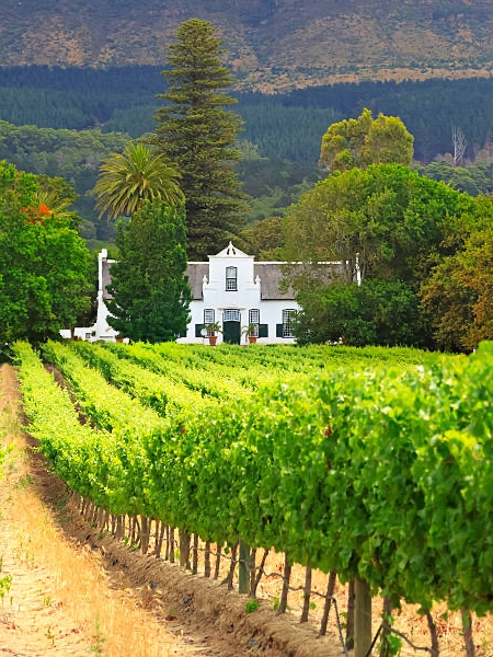 cape winelands.jpg