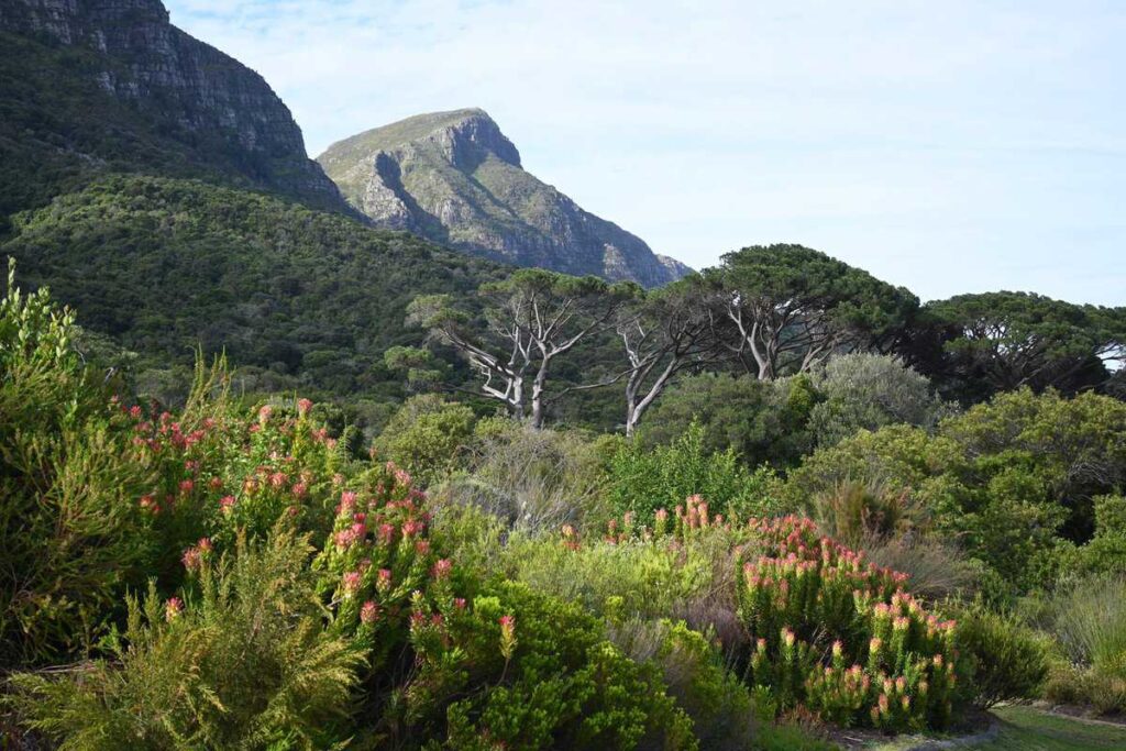 kirstenbosch
