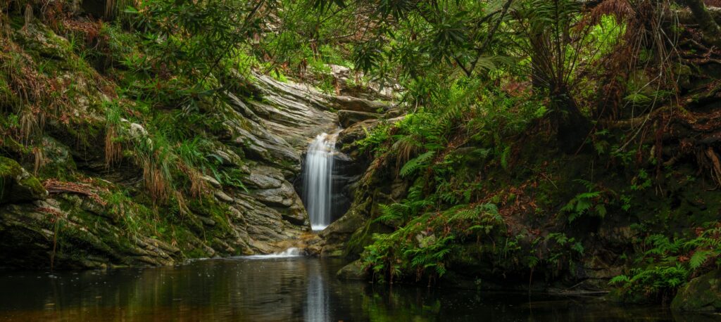forest,waterfall.,garden,route.,western,cape.,south,africa